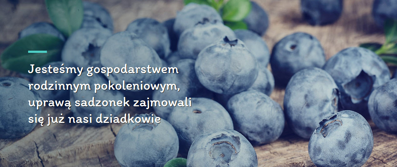 sadzonka borówka amerykańska, borówka amerykańska wysoka, sadzonki jagoda kamczacka